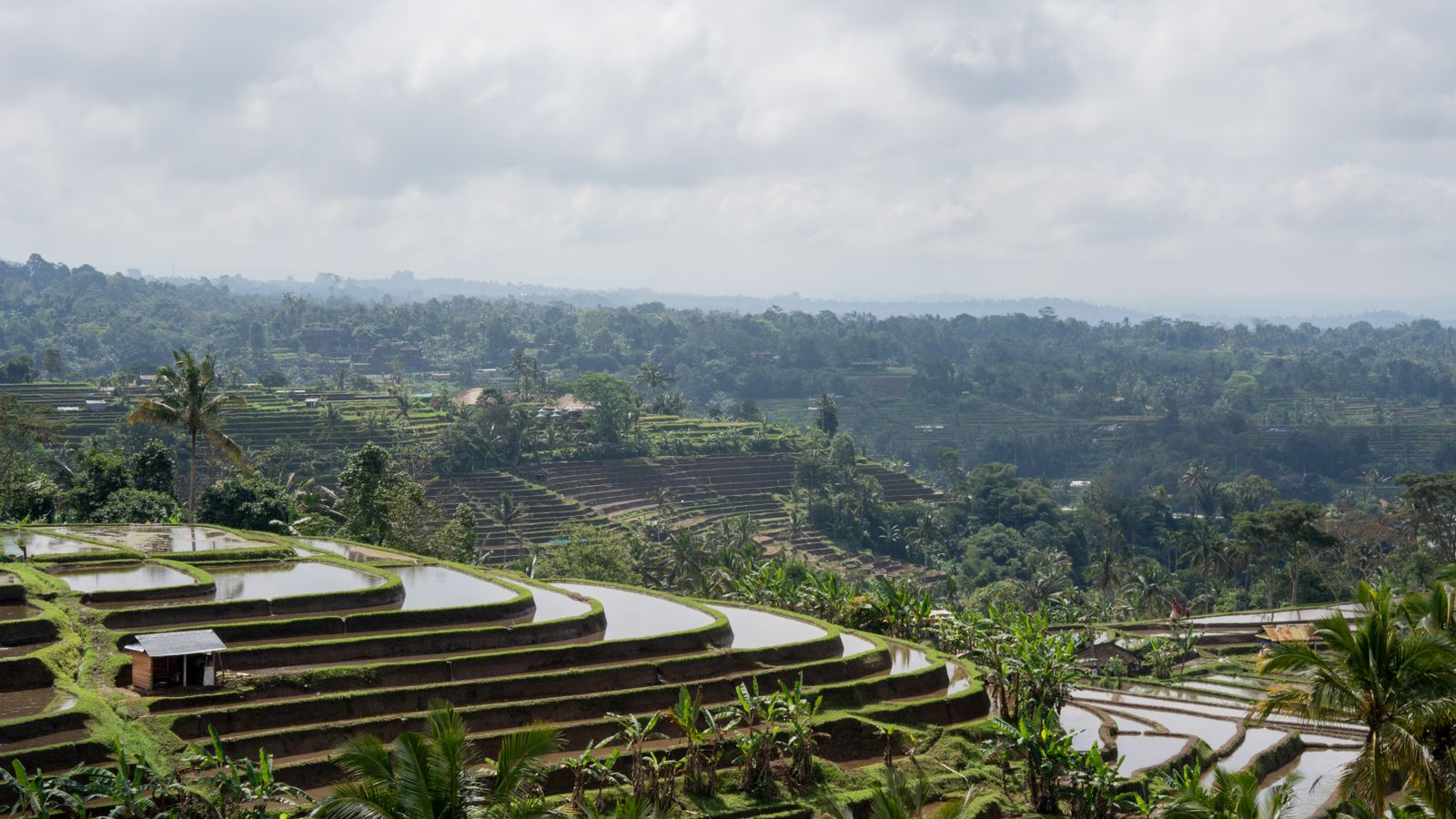 Foto lanskap sawah terasering di Kabupaten Tabanan sebagai gambaran wilayah